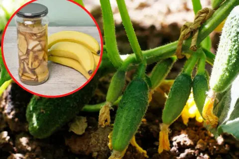 Dlaczego ogórki rosną krzywe? Może to wina bananów i skórki z ziemniaków w słoiku, które widzimy obok młodych ogórków na krzaku.