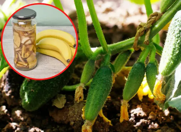 Dlaczego ogórki rosną krzywe? Może to wina bananów i skórki z ziemniaków w słoiku, które widzimy obok młodych ogórków na krzaku.